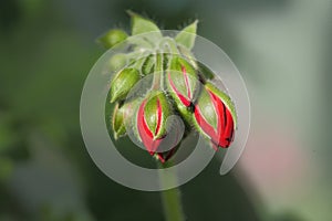 Red flower bud