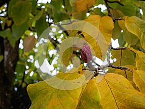 Red Flower Bud on a Magnolia Tree