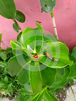 a red flower bud partially hidden by the leaf as a witness