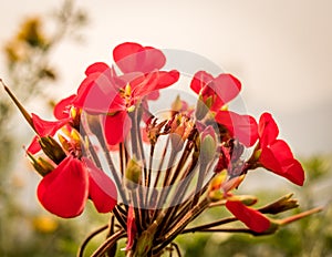 Red Flower and buds