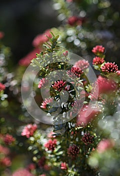 Red flower buds of the Australian native Alpine Everlasting Ozothamnus alpinus, family Asteraceae