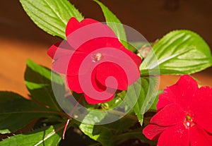 Red flower buds of the balsam. Flowering plants