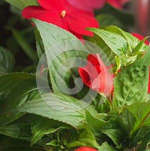 Red flower buds of the balsam. Flowering plants