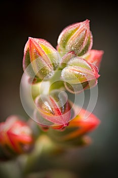 Red flower buds from the Echeveria pulvinata plant