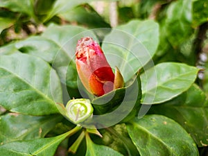Red flower buds of Rhodocactus sacharosa. Leuenbergeria bleo or pereskia bleo or seven star needles with green leaves