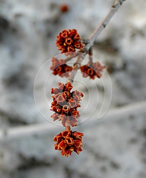 Red Flower Buds on a Tree