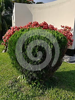 Red Flower On back ground