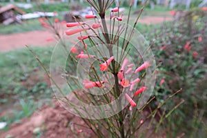 Red flower bunch with background