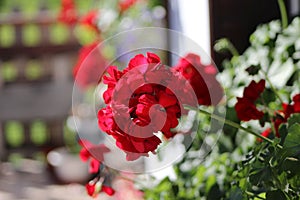 Red flower bunch closeup with blurred background