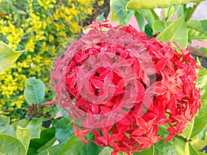 Red flower bunch found usually in hot climatic region photo