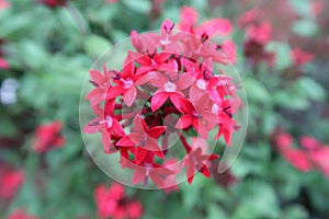 Red flower bunch in garden