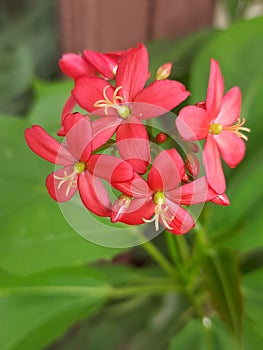 red flower bunch with green leaves