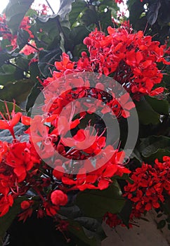 Red flower bunch with their leaves
