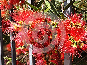 Red flower Bush Callistemon or Bottlebrush