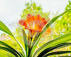 Red flower of bush lily with green stalks