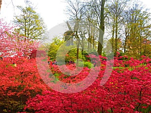 Red flower bushes in front of a dutch windmill in Keukenhof