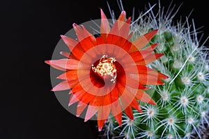 Red flower of cactus Parodia on a black background