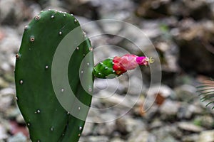 Opuntia Cochenillifera cactus photo