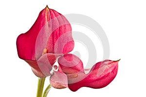 Red Flower Calla