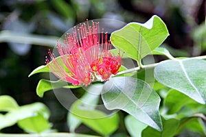 Red flower `Callistemon`