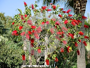 Red flower of a callistemon (bottlebrush) close up