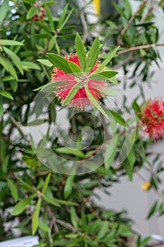 Red flower of callistemon citrinus myrtaceae plant cylinder cleaning plant from Mediterranean Sea Area