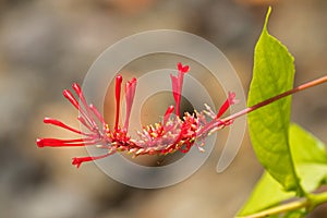 Red flower of Cardinal`s Crest, Scarlet Fire-spike, Firestick growing in tropical area