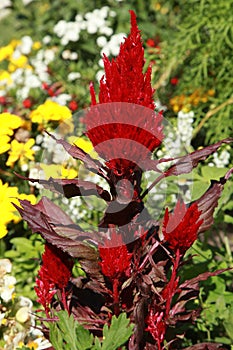 Red flower of Celosia argentea var. plumosa