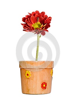 Red flower in ceramic pot