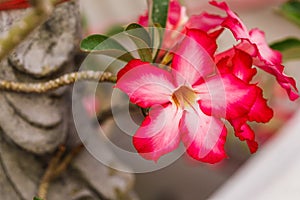 Red flower in ceramic vase thailand in temple Chiang Mai