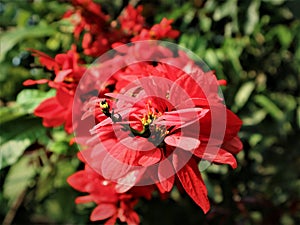 The red flower of The Chaconia in the farmer's garden