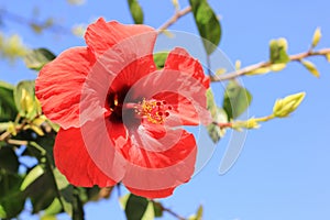 Red flower of chinese hibiscus