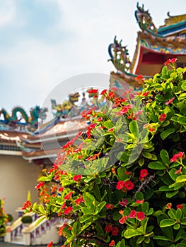 Red flower of Christ Thorn , Auspicious plant in Chinese religious venues