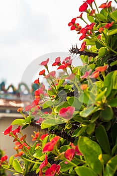 Red flower of Christ Thorn , Auspicious plant in Chinese religious venues