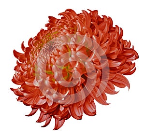 Red flower chrysanthemum isolated on white background. For design. Clearer focus. Closeup.