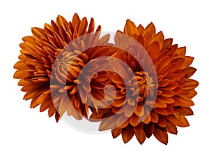 Red flower chrysanthemums; on a white isolated background with clipping path. Closeup. no shadows. For design.