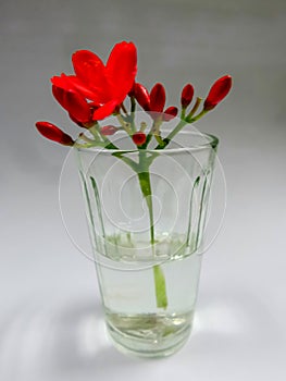 Red flower in clear glass vase