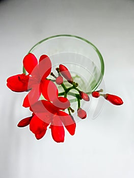 Red flower in clear glass vase