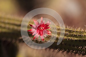 Red flower on a Cleistocactus samaipatanus cactus