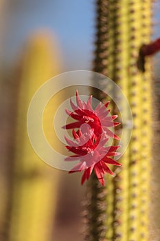 Red flower on a Cleistocactus samaipatanus cactus