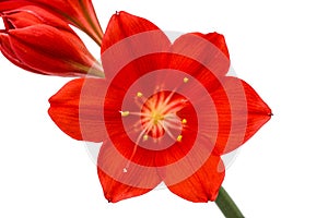 Red flower of Clivia, closeup, isolated on white background