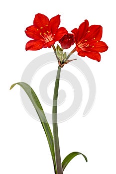 Red flower of Clivia, isolated on white background