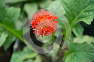 Red flower close shoot home garden