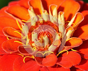 Red Flower Close-Up