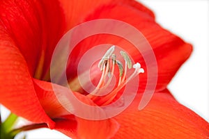 Red flower close-up isolated on white background