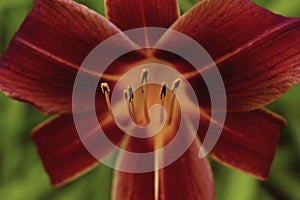 red flower close-up lily bokeh background blossom