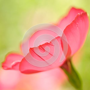 Red flower closeup