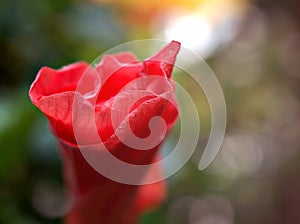Red flower ,closeup hibiscus petals ,Chinese rose with bokeh blurred background ,tropical flower ,macro image ,sweet color ,soft