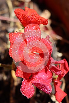 Red flower closeup macro after spring rain with water droplets