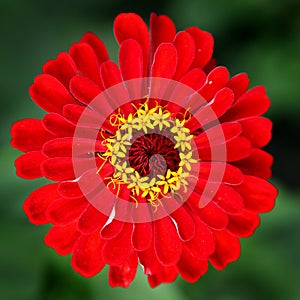 Red Flower closeup